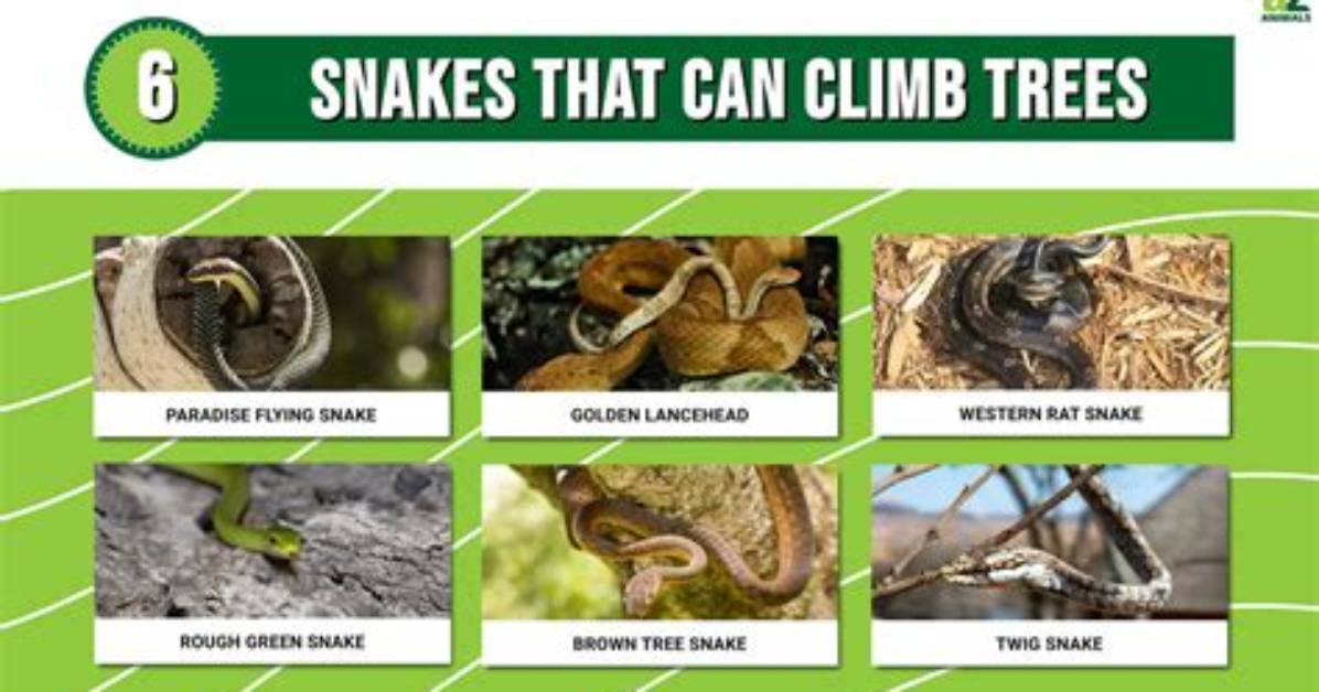 Can Adders Climb Trees?