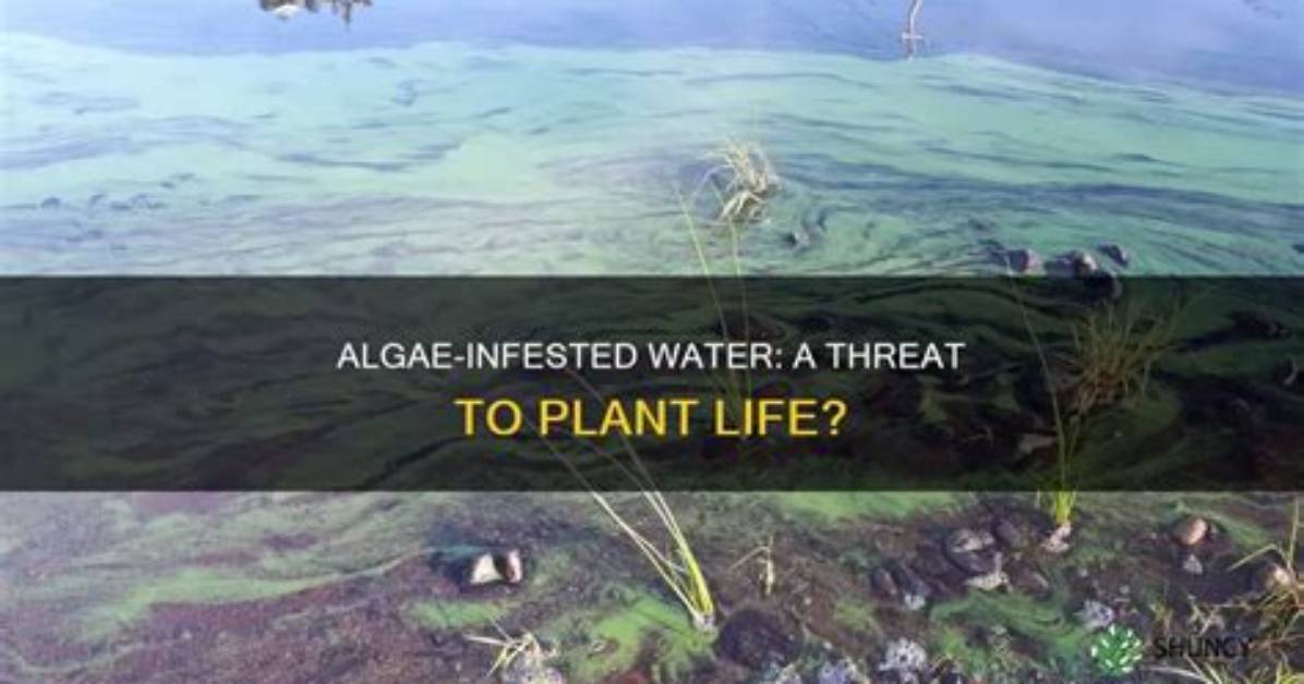 Can Algae Kill Plants