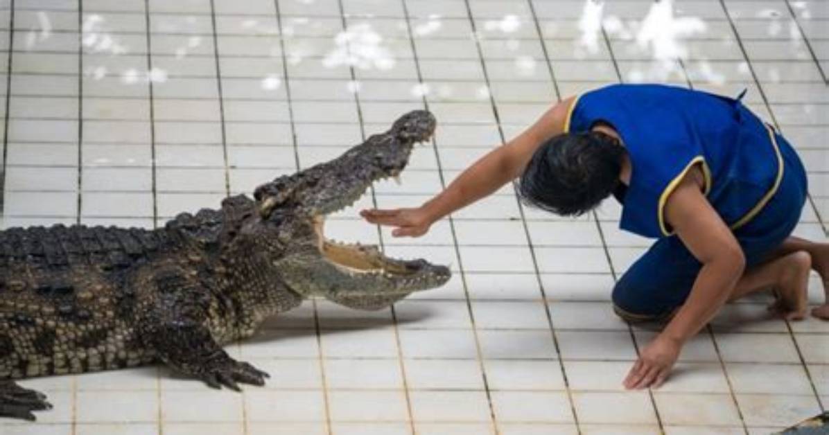 Can Alligators Be Tamed?