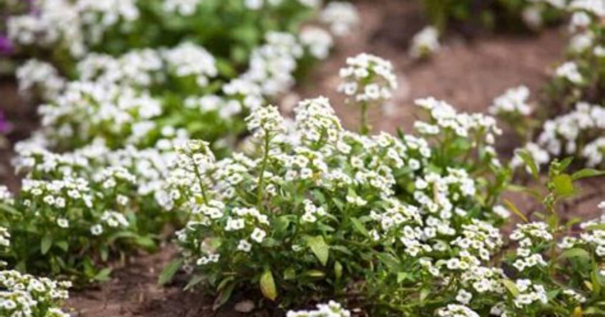 Can Alyssum Be Cut Back?