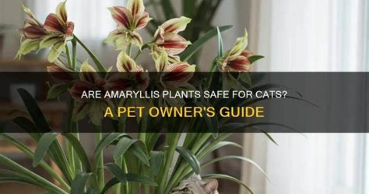Can Amaryllis Kill Cats