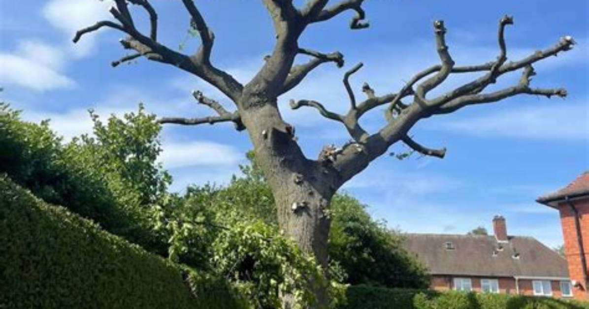 Can an Oak Tree Be Pollarded