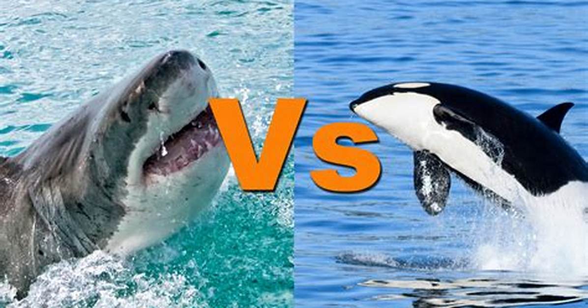Can an Orca Kill a Shark