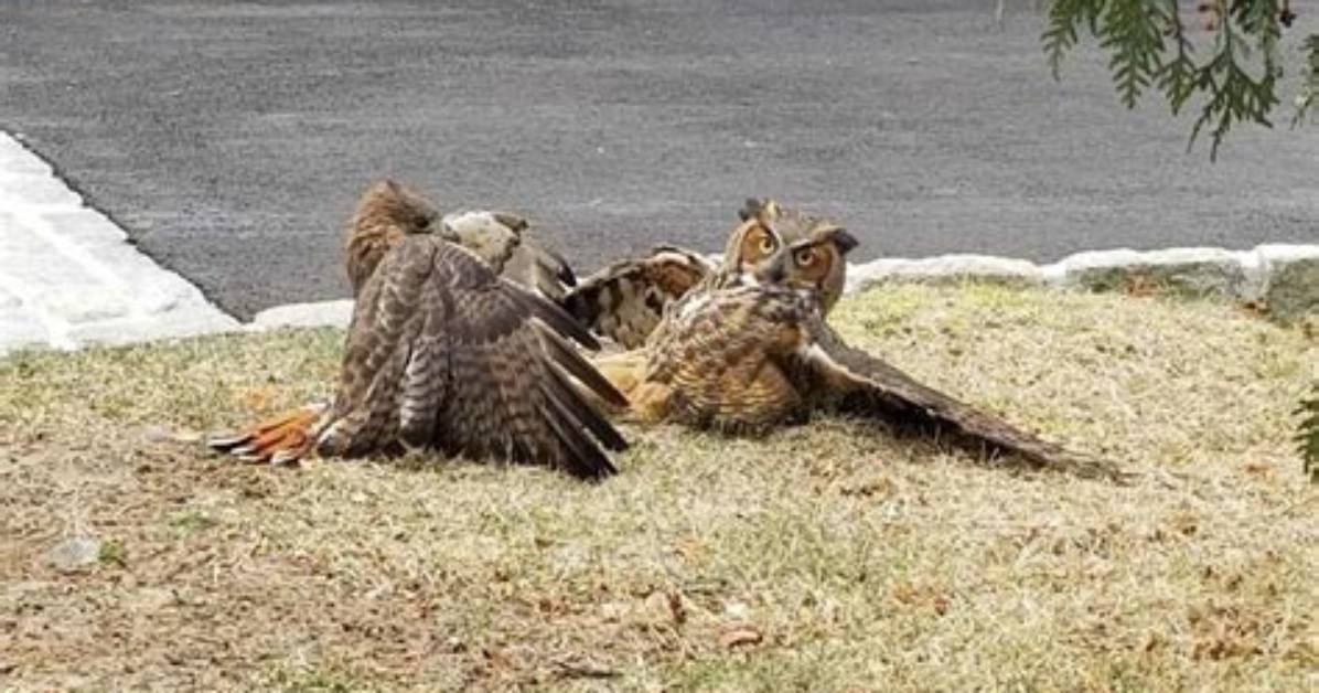 Can an Owl Kill a Hawk?