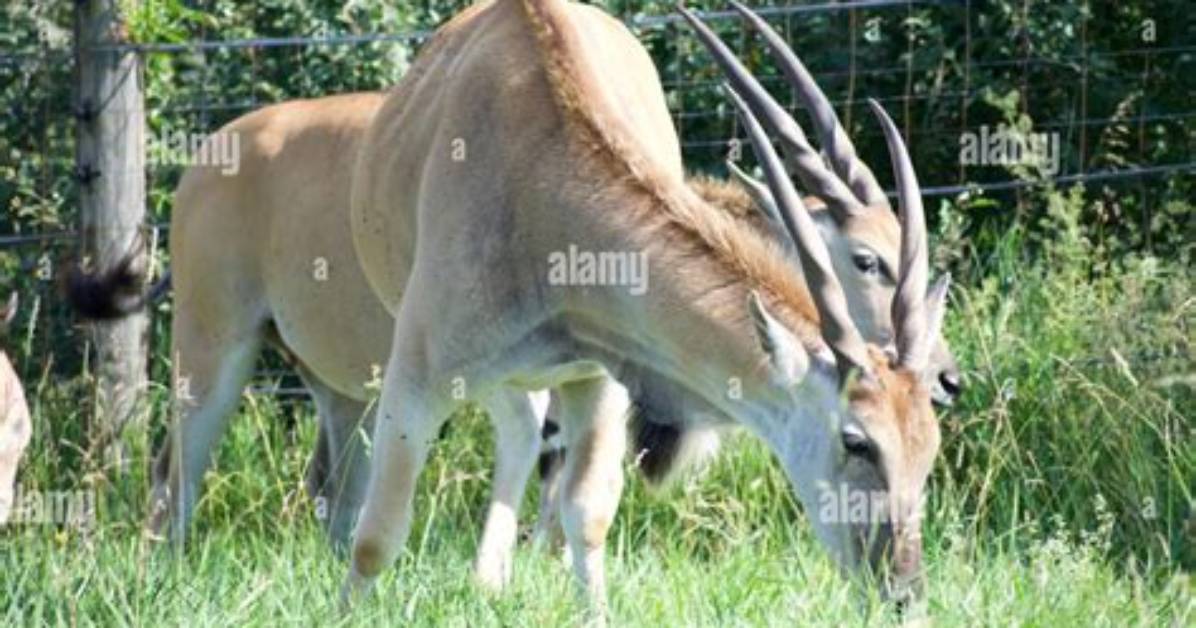 Can Antelope Be Domesticated?