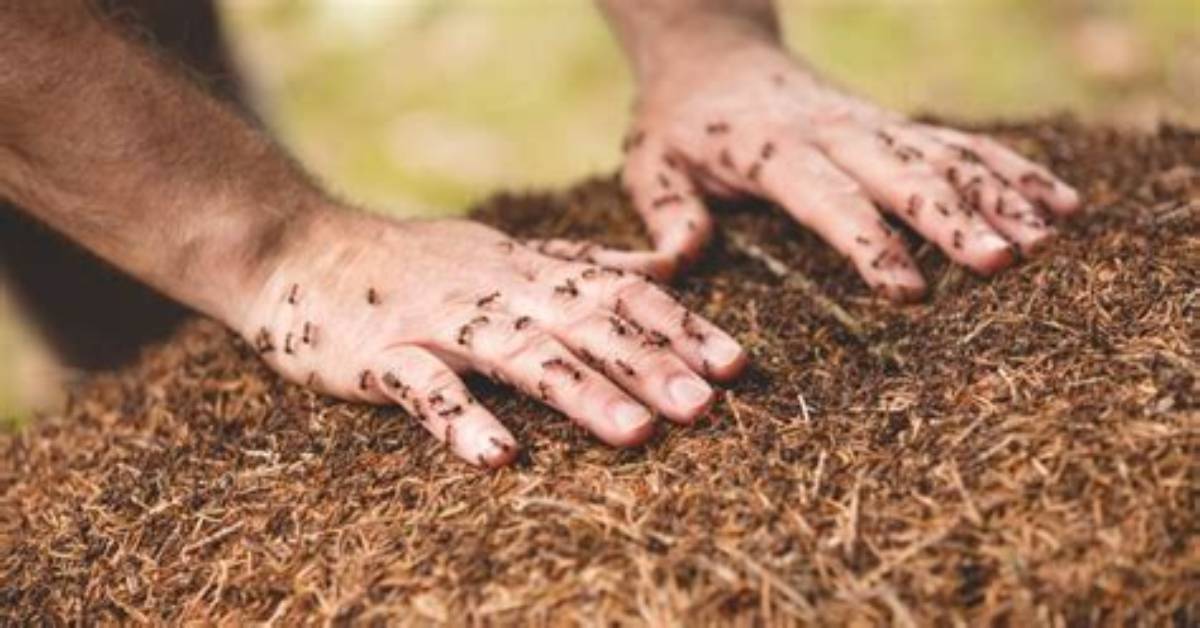 Can Ants Recognize Humans?