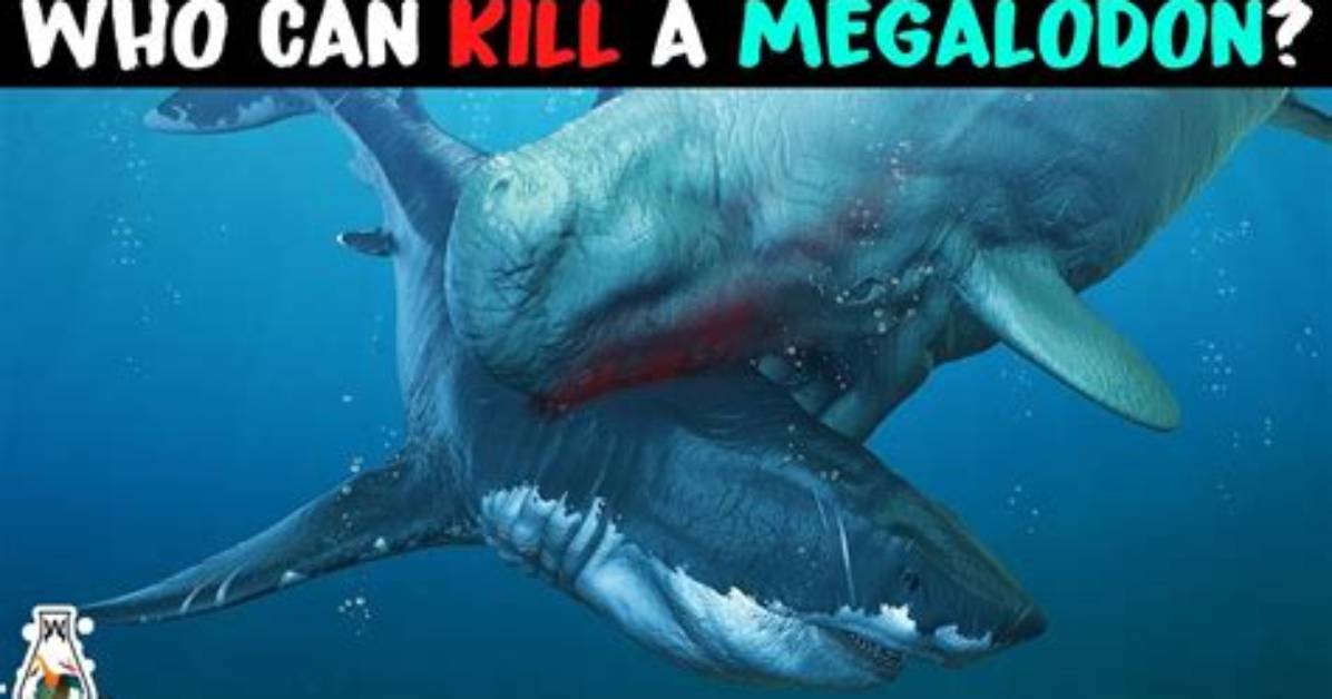 Can Anything Kill a Megalodon?