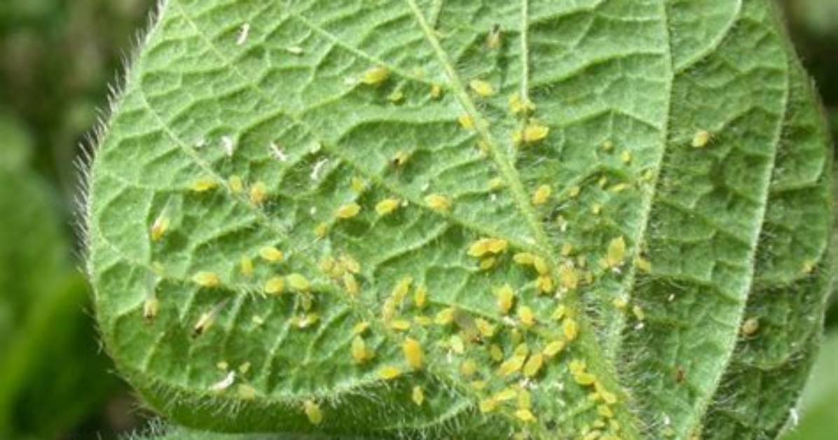 Can Aphids Kill Plants