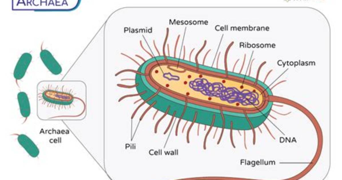 Can Archaea Cells Move