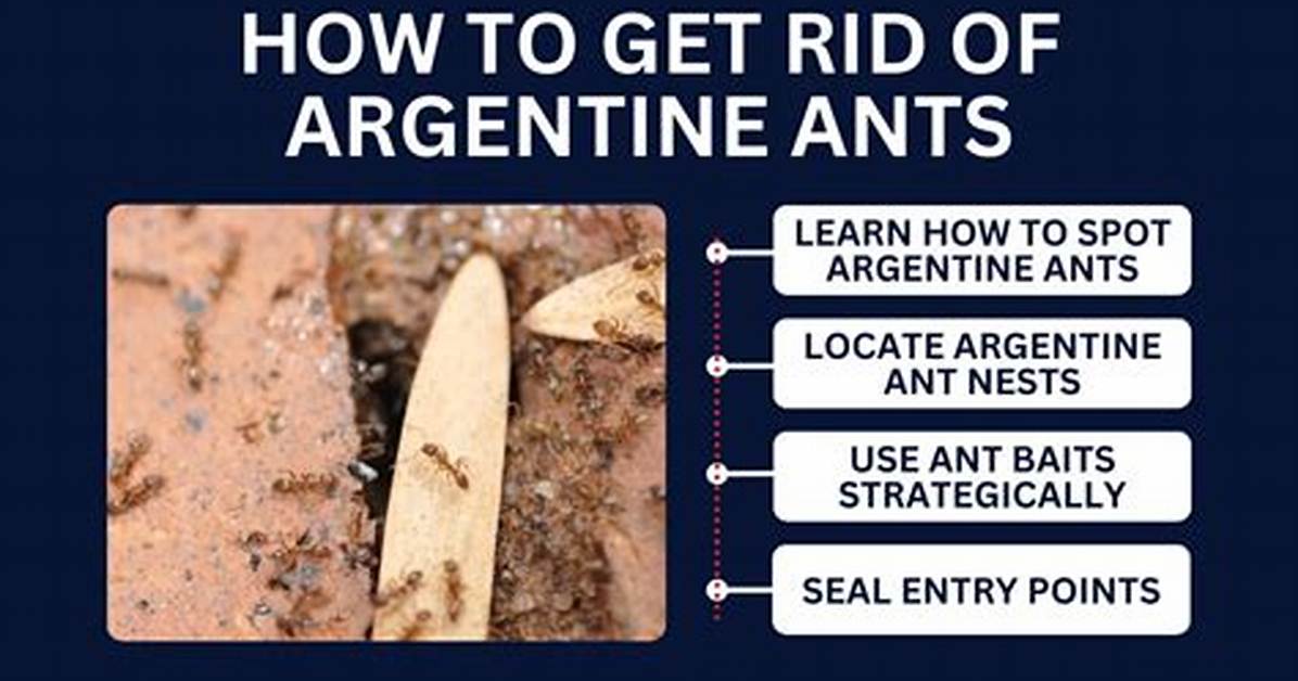 Can Argentine Ants Bite?