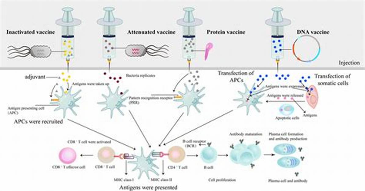 Can Attenuated Vaccines Replicate?