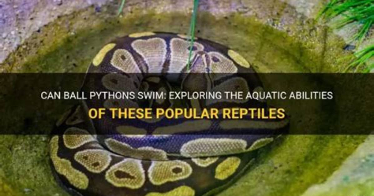 Can Ball Pythons Swim?