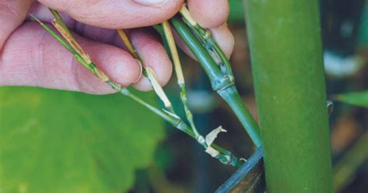 Can Bamboo Be Cut Back