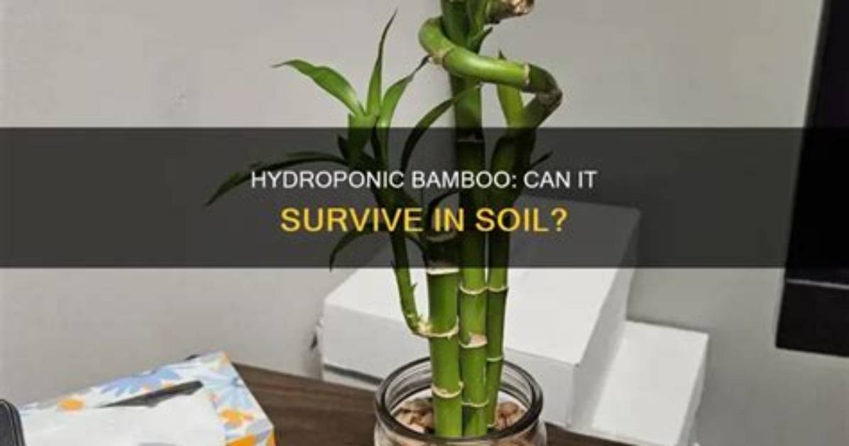 Can Bamboo Be Grown Hydroponically