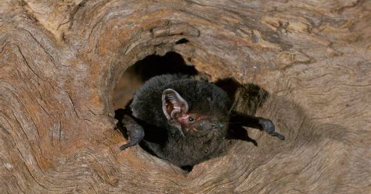 Can Bats Live in Trees