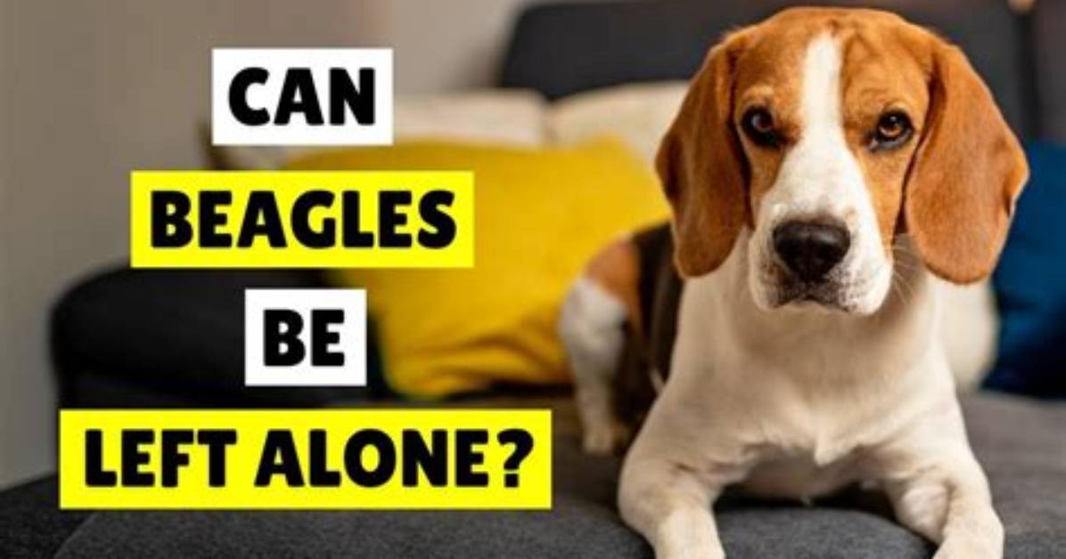 Can Beagles Be Left Alone?