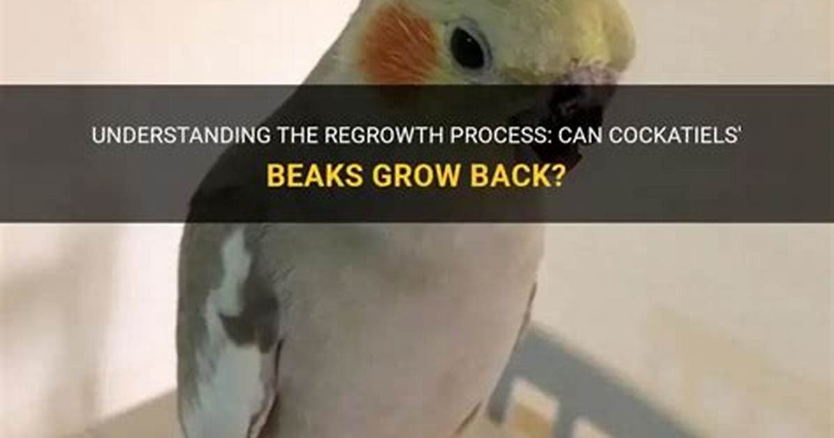 Can Beaks Grow Back?