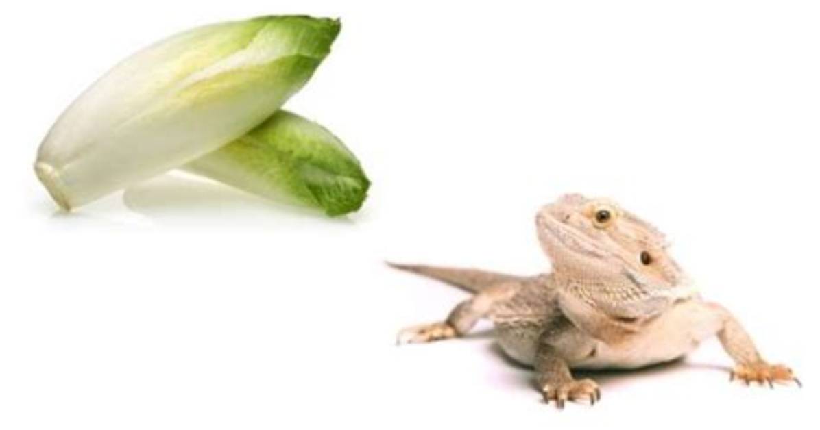 Can Bearded Dragons Have Endive?