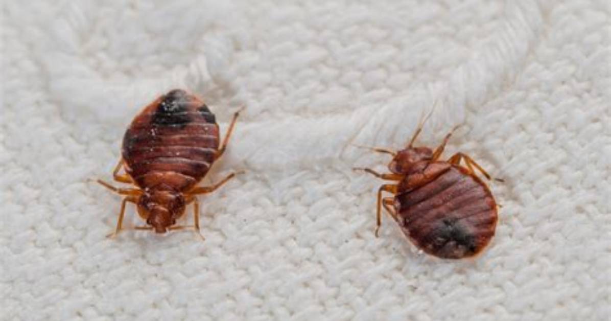 Can Bed Bugs Live on Pets