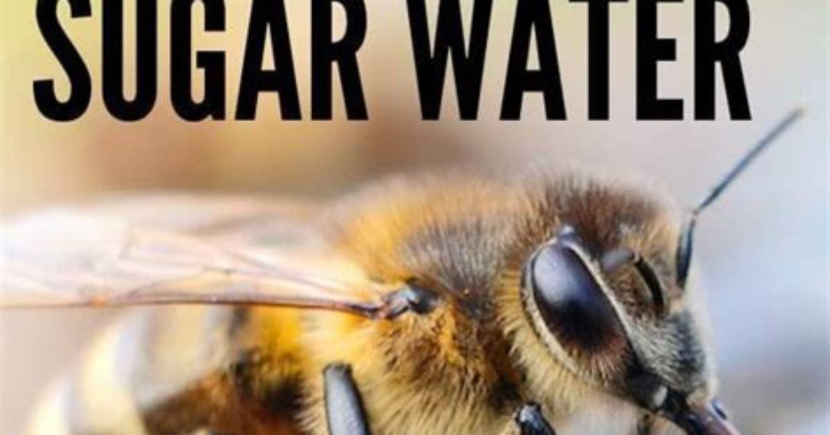 Can Bees Eat Solid Sugar
