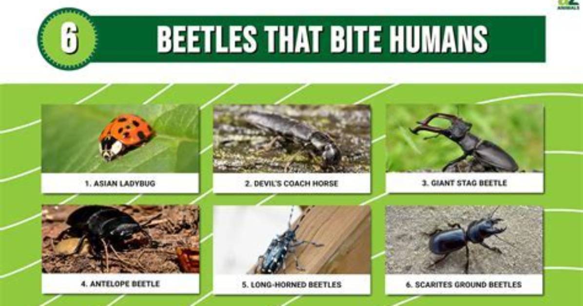 Can Beetles Harm You