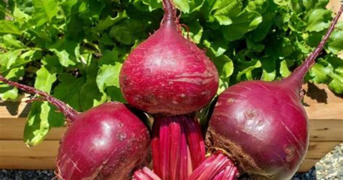 Can Beets Be Grown from Beets