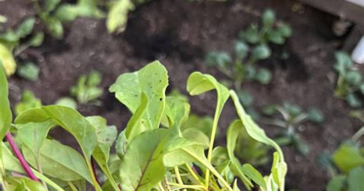 Can Beets Be Transplanted