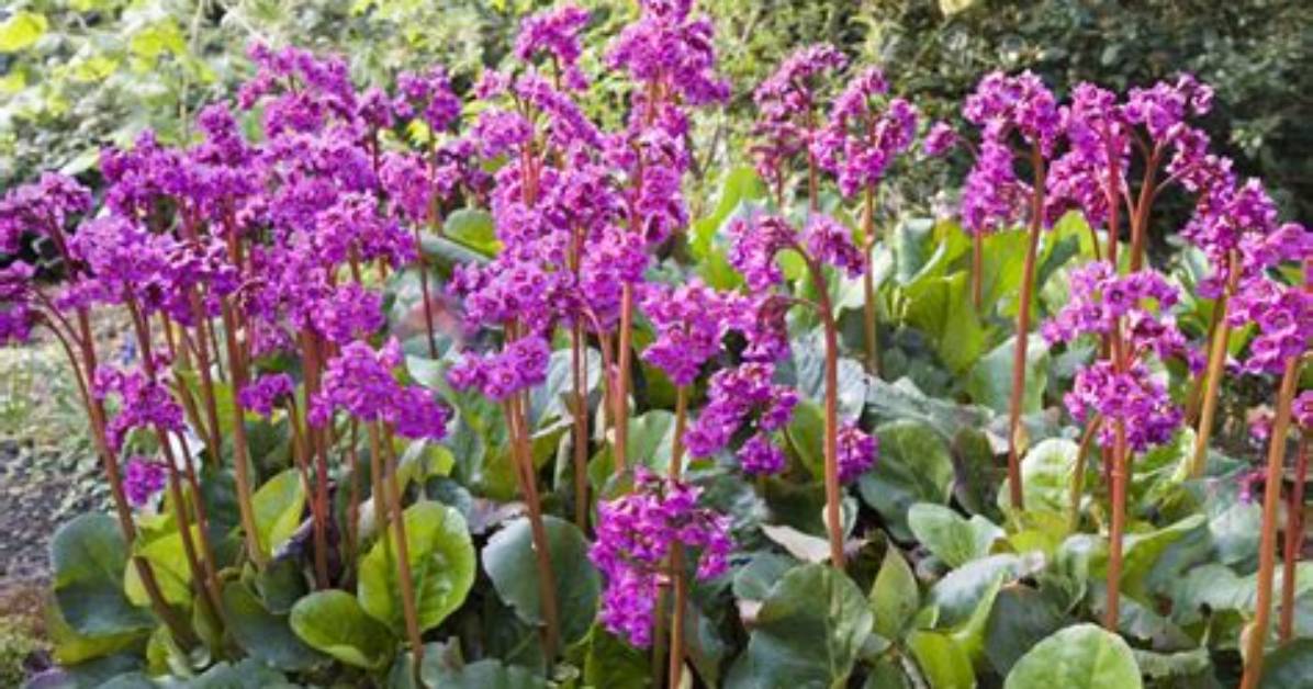 Can Bergenia Be Split