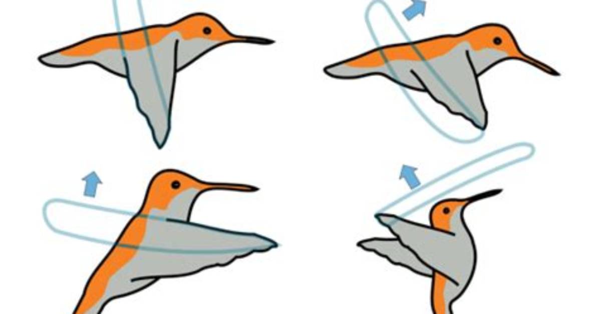 Can Birds Fly Backwards?