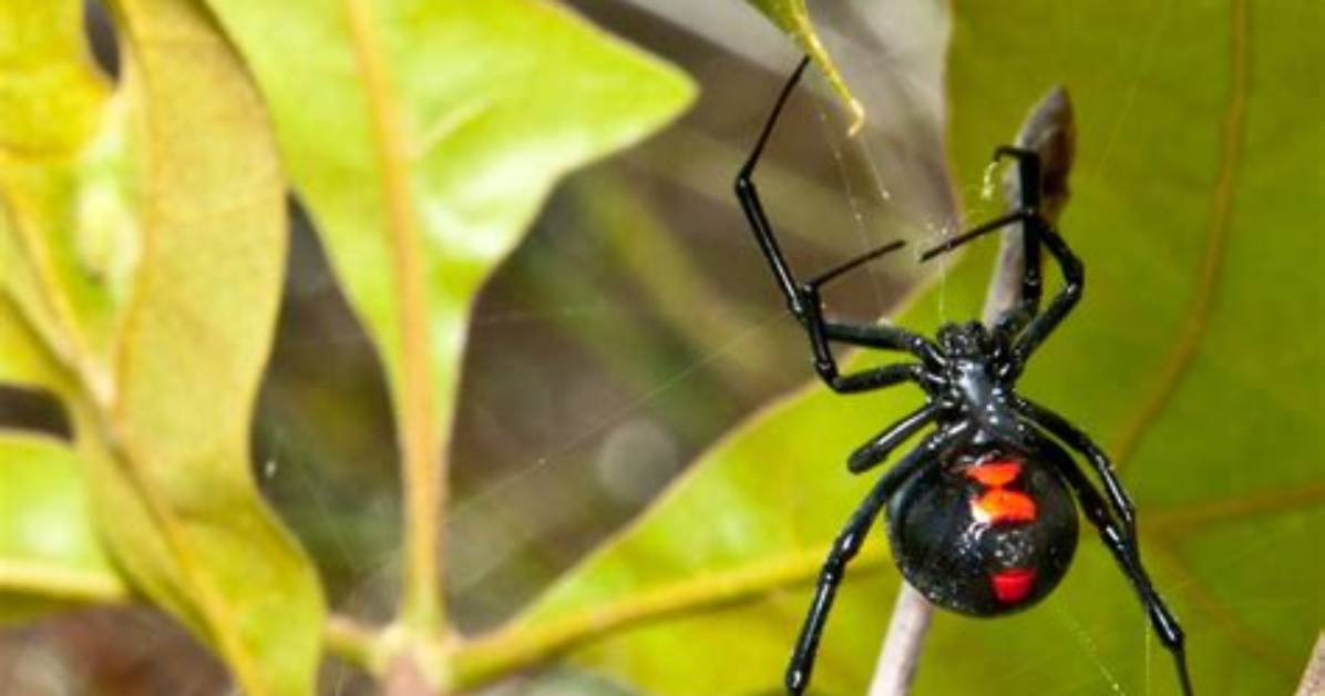 Can Black Widows Jump?