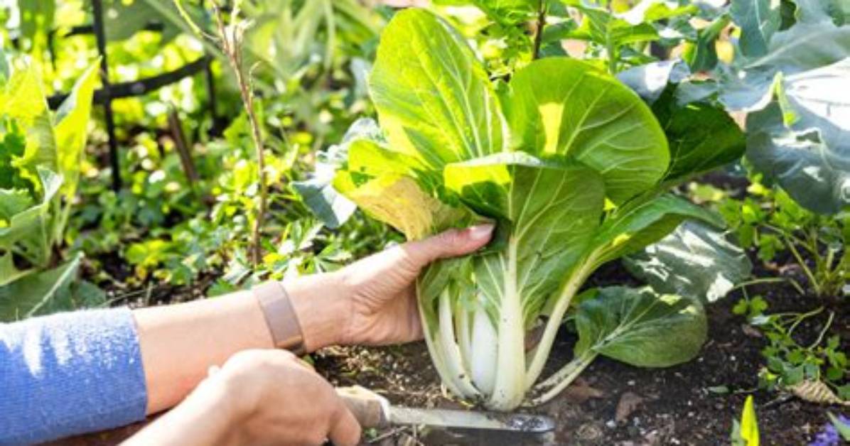 Can Bok Choy Be Replanted