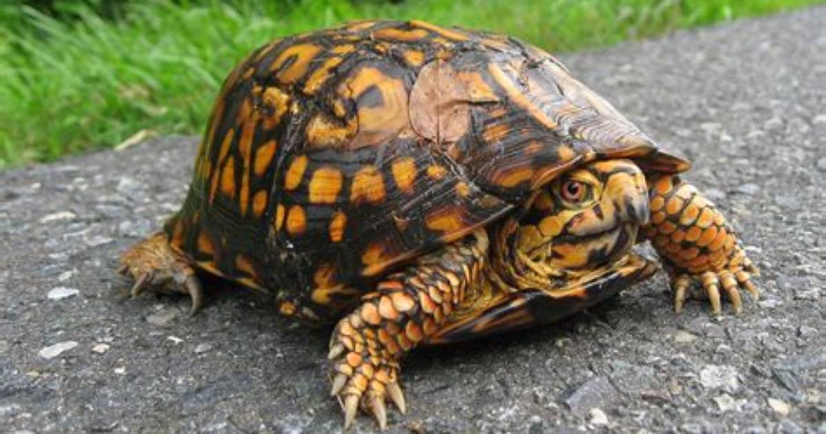 Can Box Turtles Live Outside?