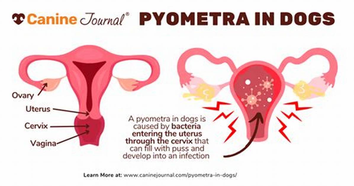 Can Breeding Prevent Pyometra?