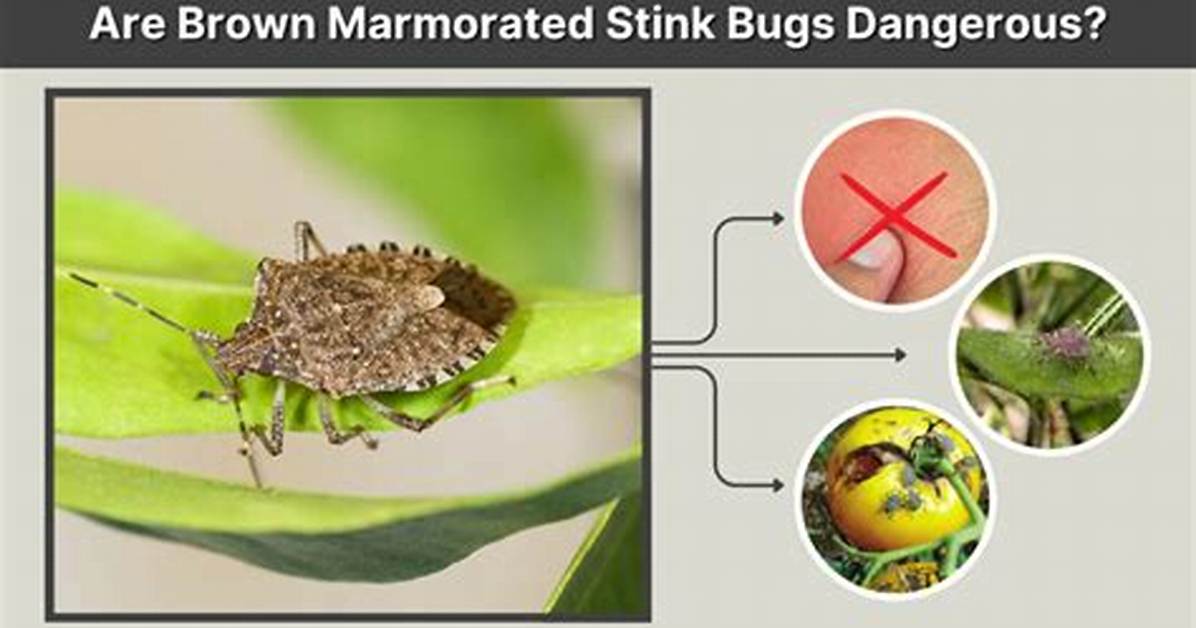Can Brown Marmorated Stink Bugs Bite?
