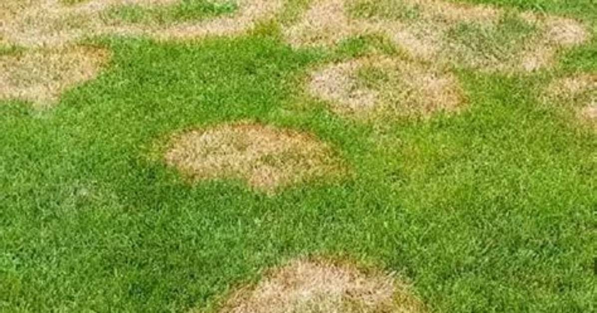 Can Brown Patch Be Cured