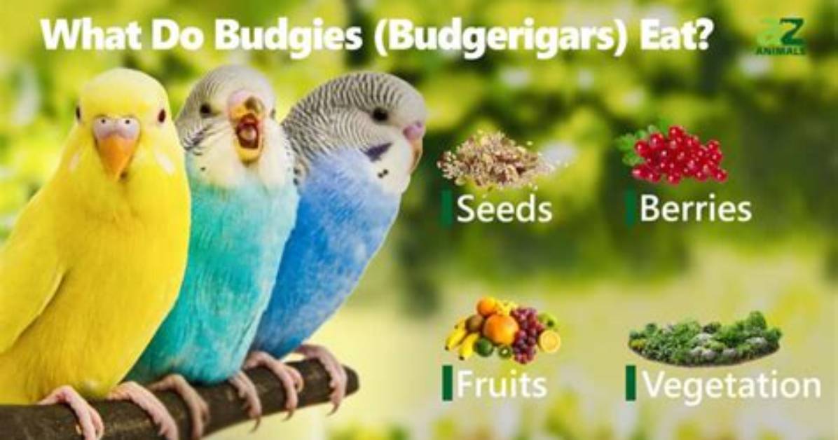 Can Budgerigars Eat Celery?