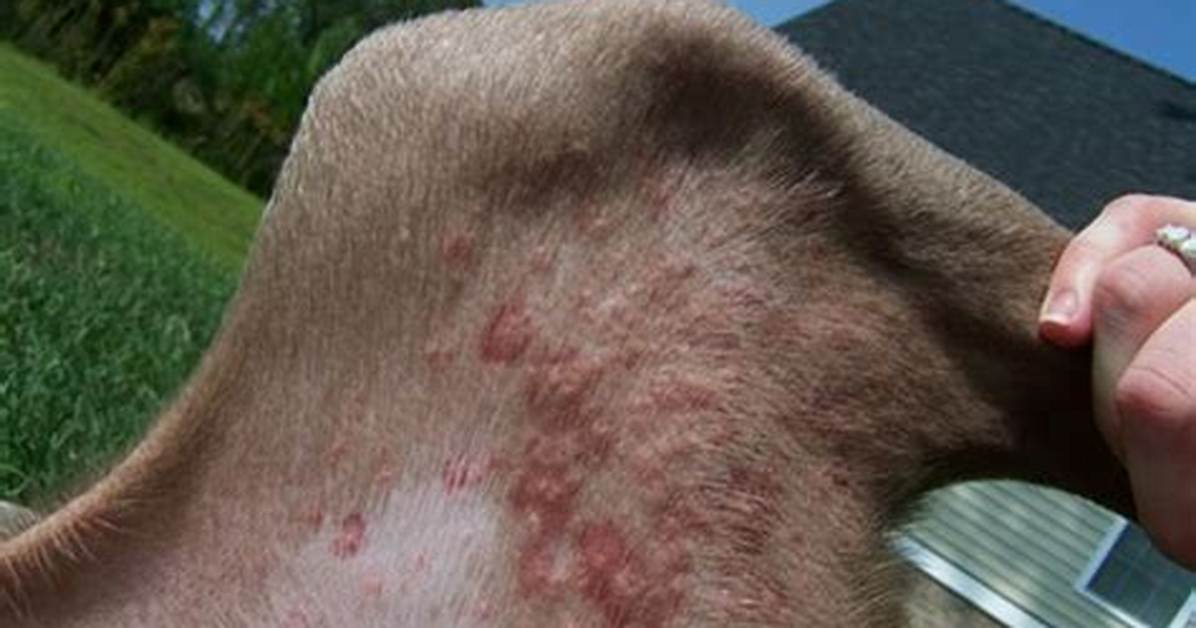 Can Bug Bites Make Dogs Sick