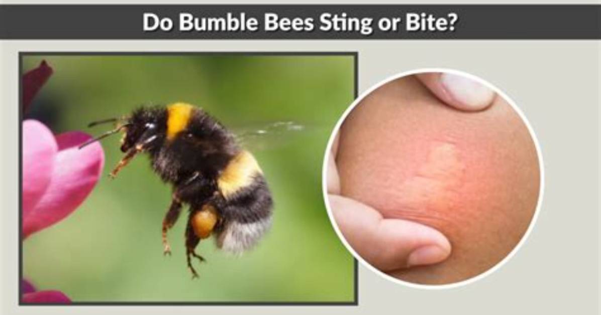 Can Bumble Bees Sting When Dead?