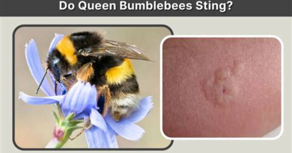 Can Bumblebees Be All Black