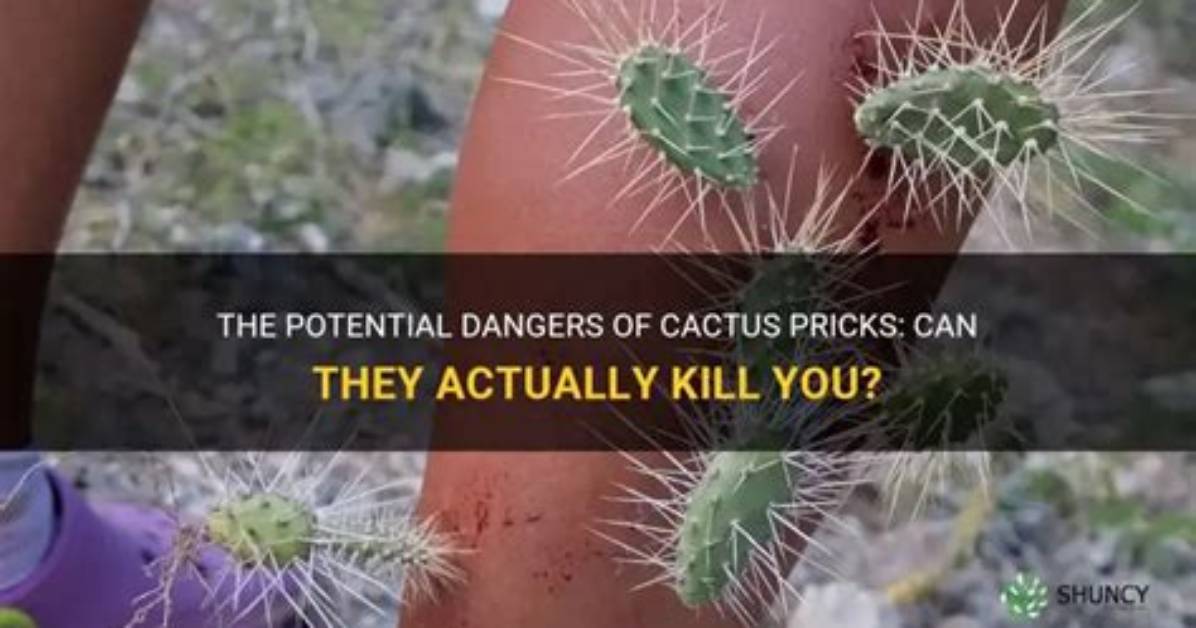 Can Cactus Spines Kill You?