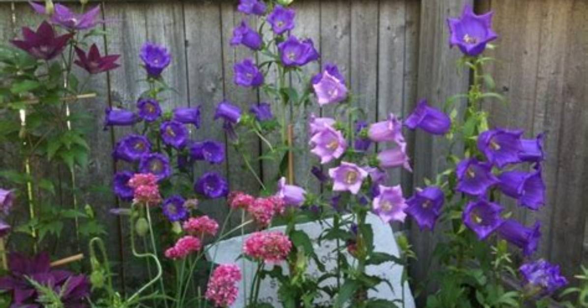 Can Campanula Be Planted Outside?
