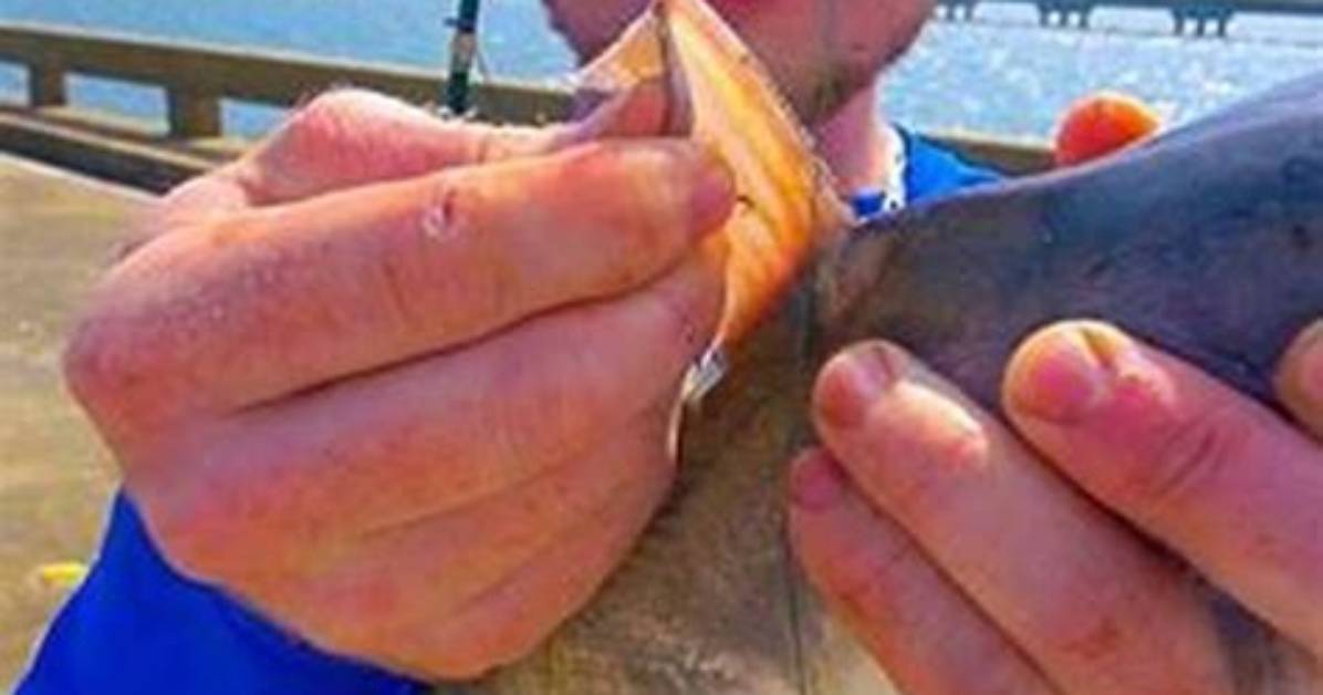 Can Catfish Make You Sick