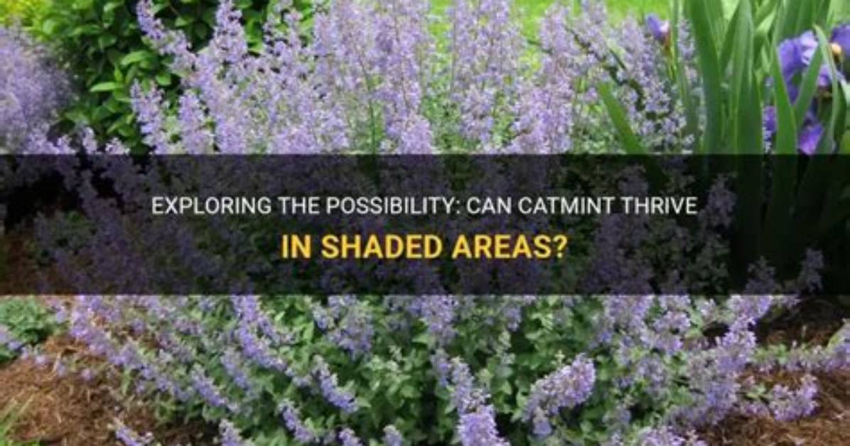 Can Catmint Grow Inside