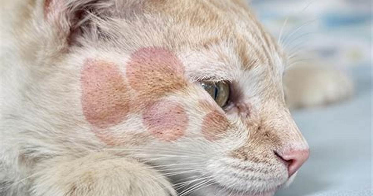 Can Cats Get Showered?