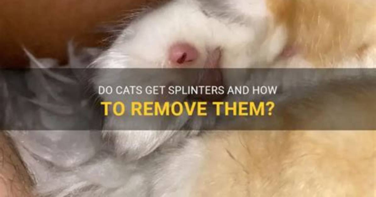 Can Cats Get Splinters?