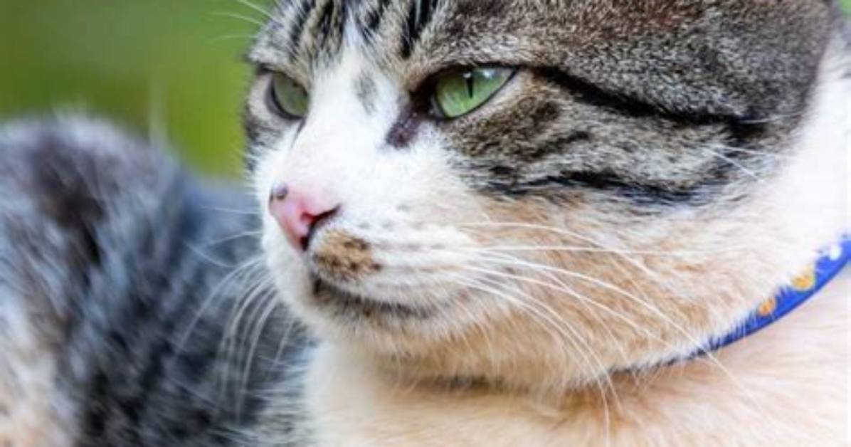 Can Cats Get Stertor?