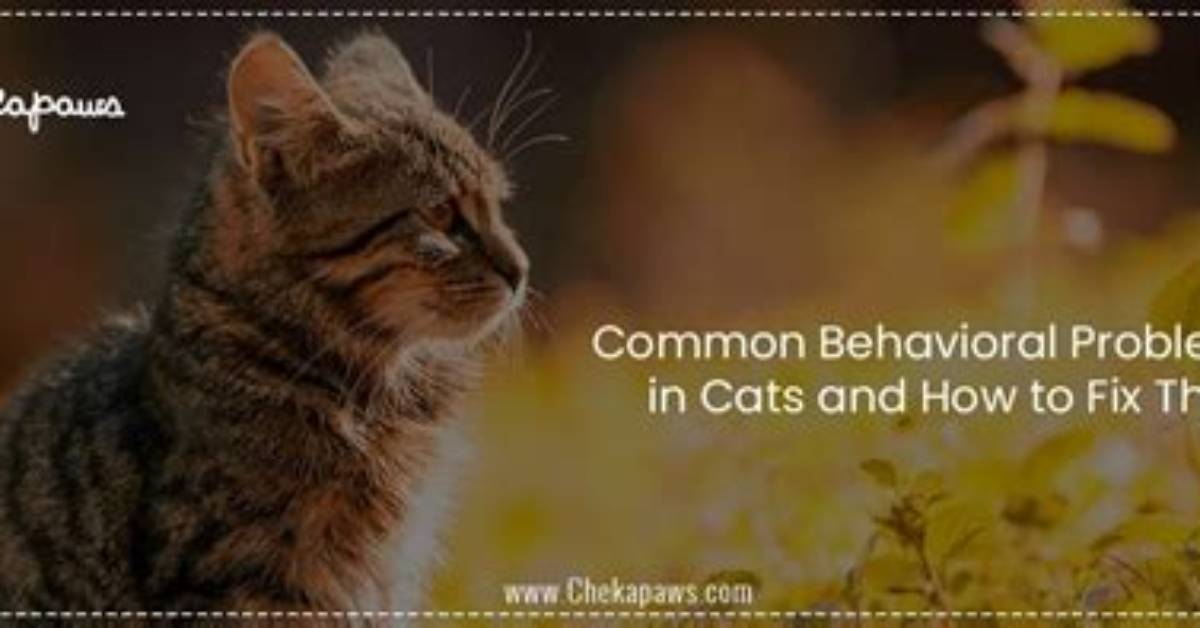 Can Cats Have Behavioral Problems?