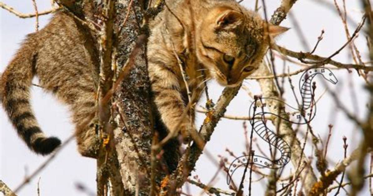 Can Cats Kill Trees