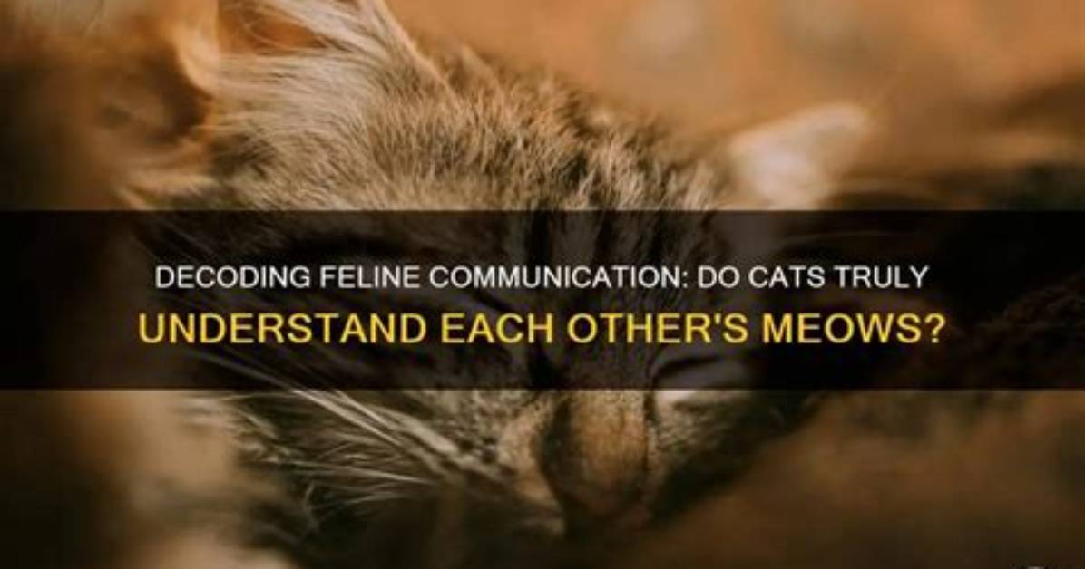 Can Cats Understand Meows?