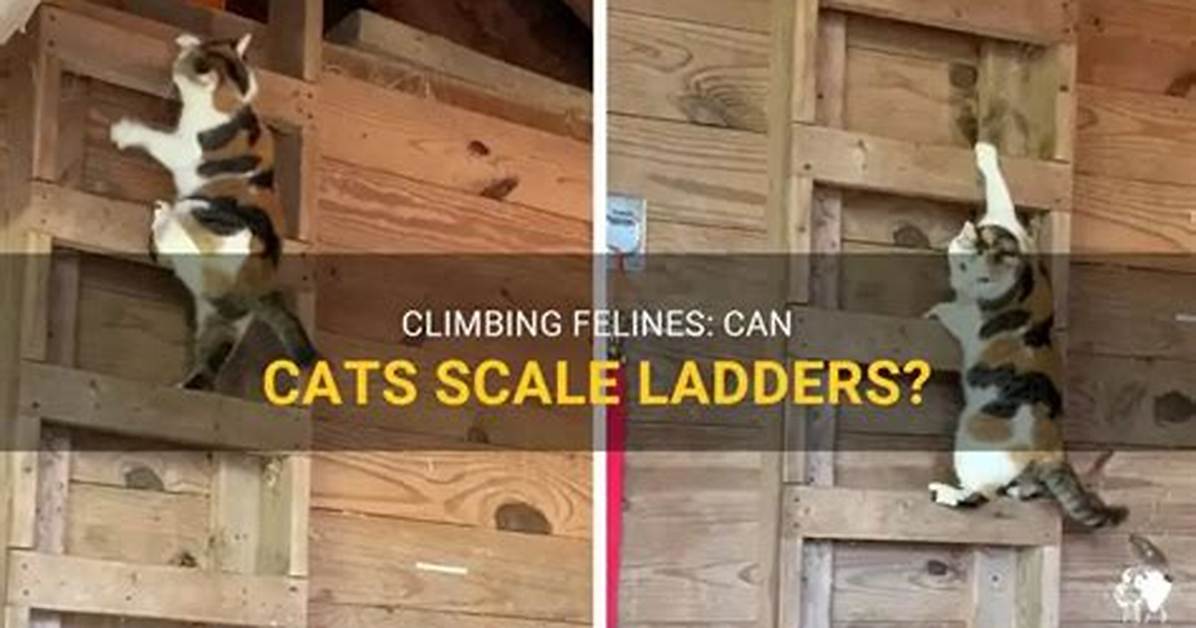 Can Cats Use Ladders